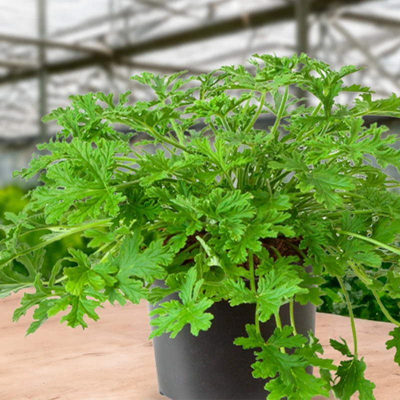 Pelargonium graveolens 'Citrosa' – Géranium Citronnelle 'Citrosa'