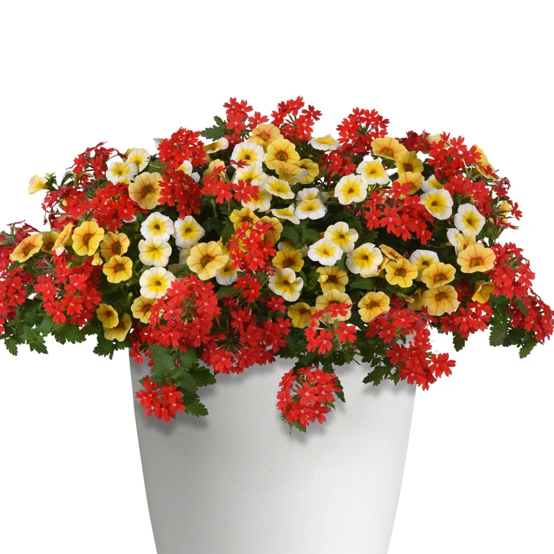 Jardinières de fleurs mixtes – Collections Trixi® et Durabella®