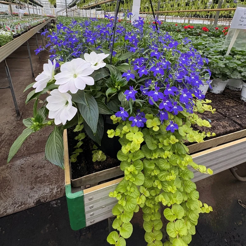Jardinières de fleurs mixtes – Collections Trixi® et Durabella®