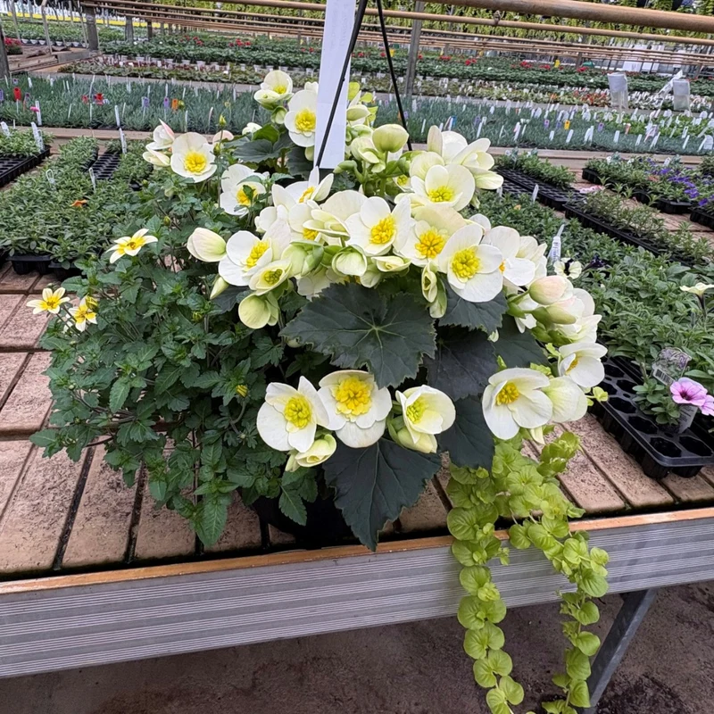 Jardinières de fleurs mixtes – Collections Trixi® et Durabella®