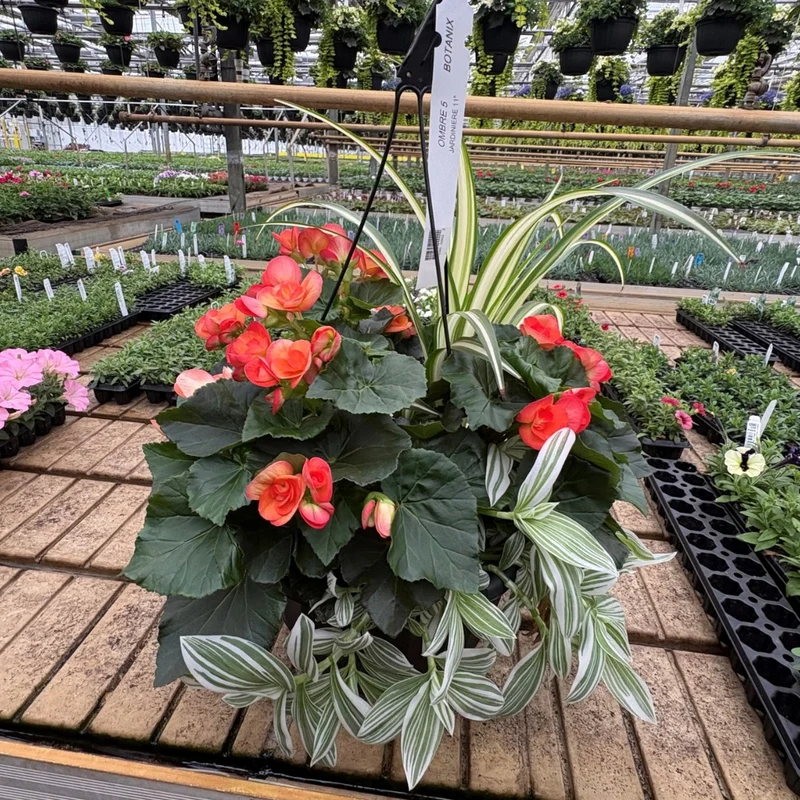 Jardinières de fleurs mixtes – Collections Trixi® et Durabella®