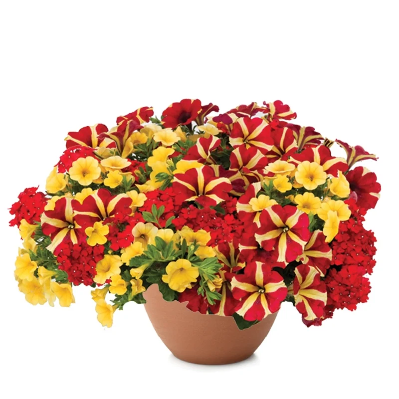Jardinières de fleurs mixtes – Collections Trixi® et Durabella®