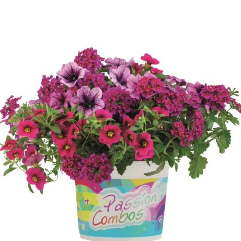 Jardinières de fleurs mixtes – Collections Trixi® et Durabella®