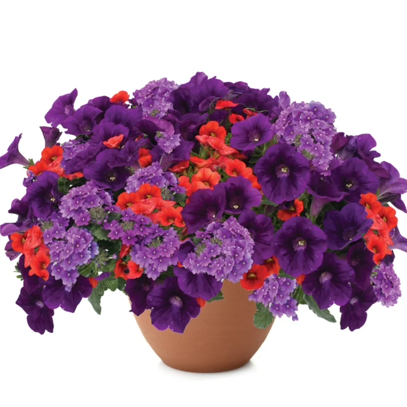 Jardinières de fleurs mixtes – Collections Trixi® et Durabella®