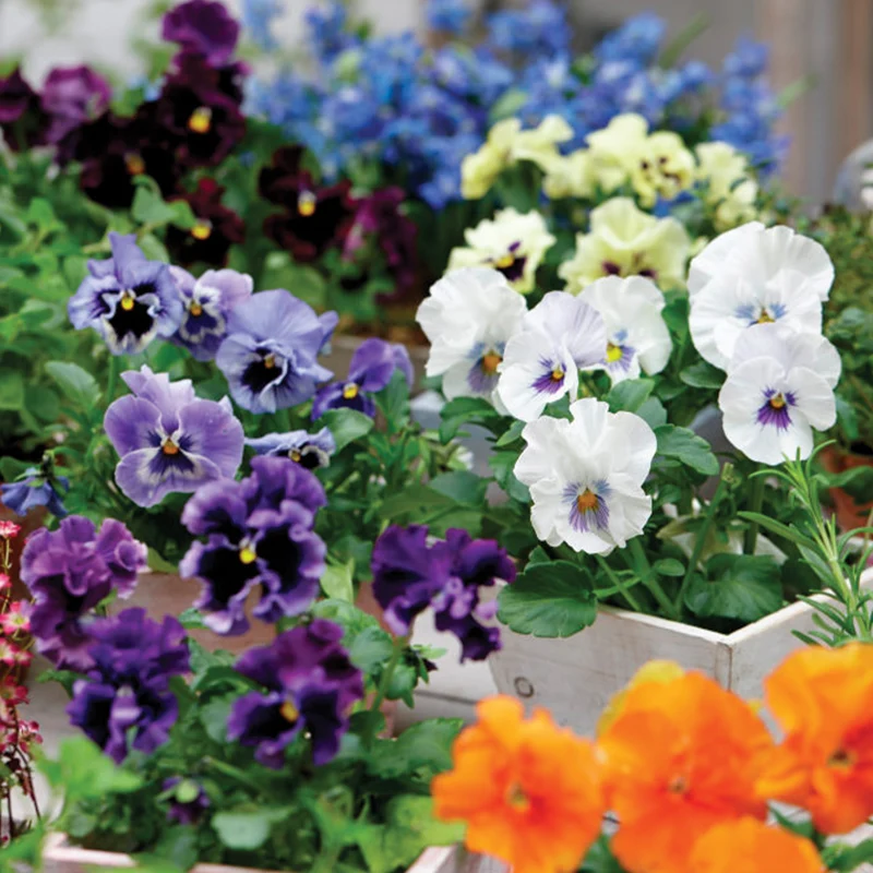 Pensée comestible 'Tasty Viola'