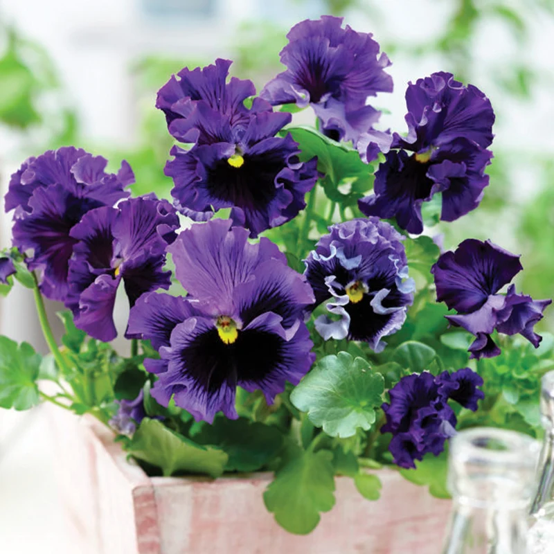 Pensée comestible 'Tasty Viola'