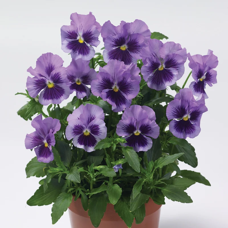 Pensée comestible 'Tasty Viola'