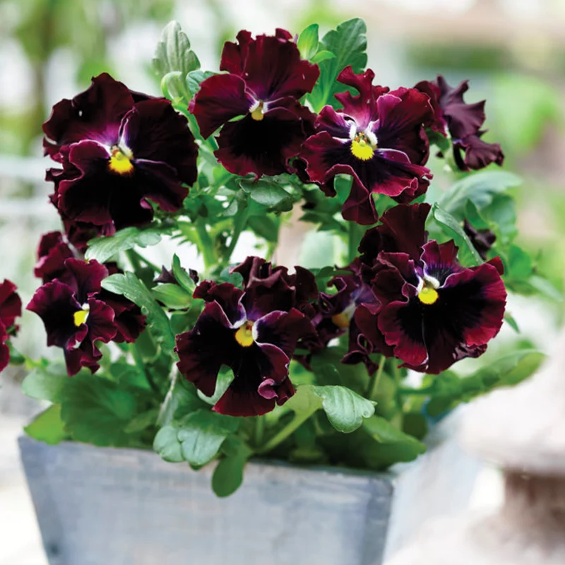 Pensée comestible 'Tasty Viola'