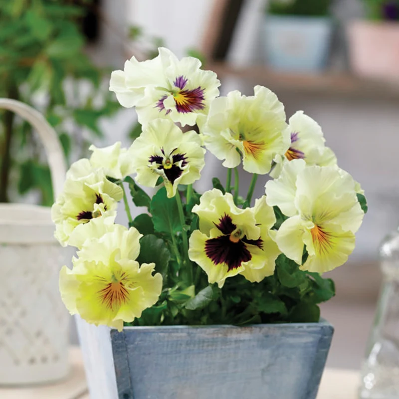 Pensée comestible 'Tasty Viola'