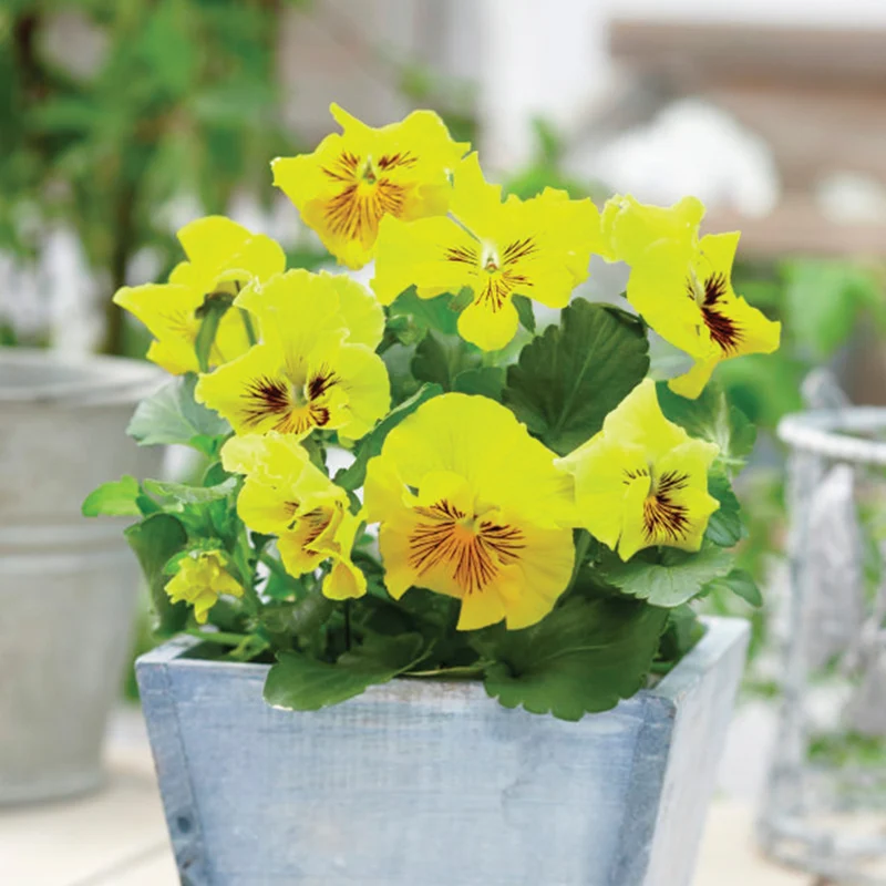 Pensée comestible 'Tasty Viola'