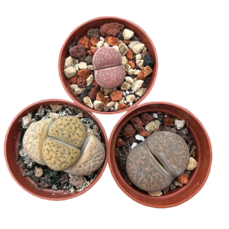 Sélection de Lithops et Mesembs