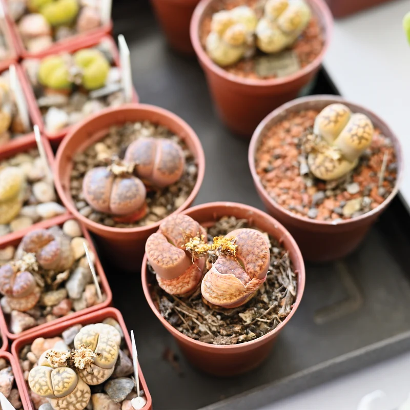 Sélection de Lithops et Mesembs