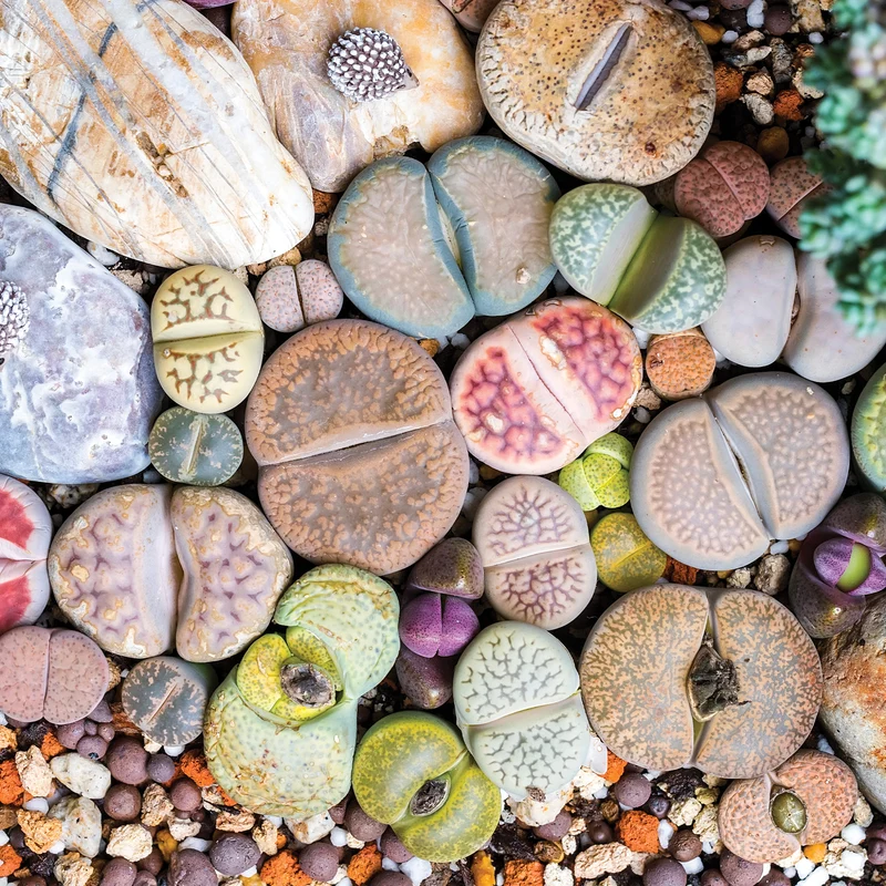 Sélection de Lithops et Mesembs