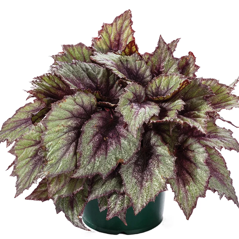 Bégonia Rex Shadow King® 'Rose Frost'