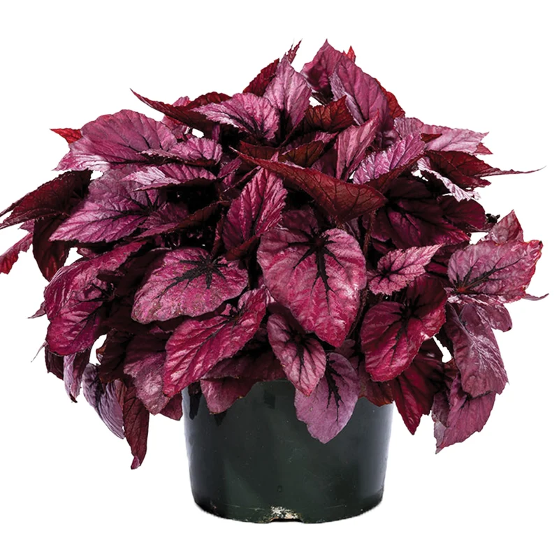 Bégonia Rex Shadow King® 'Pink'