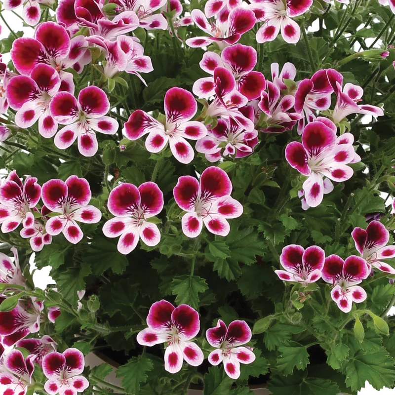 Pelargonium 'Mosquitaway Nova' – Géranium odorant Mosquitaway® Nova