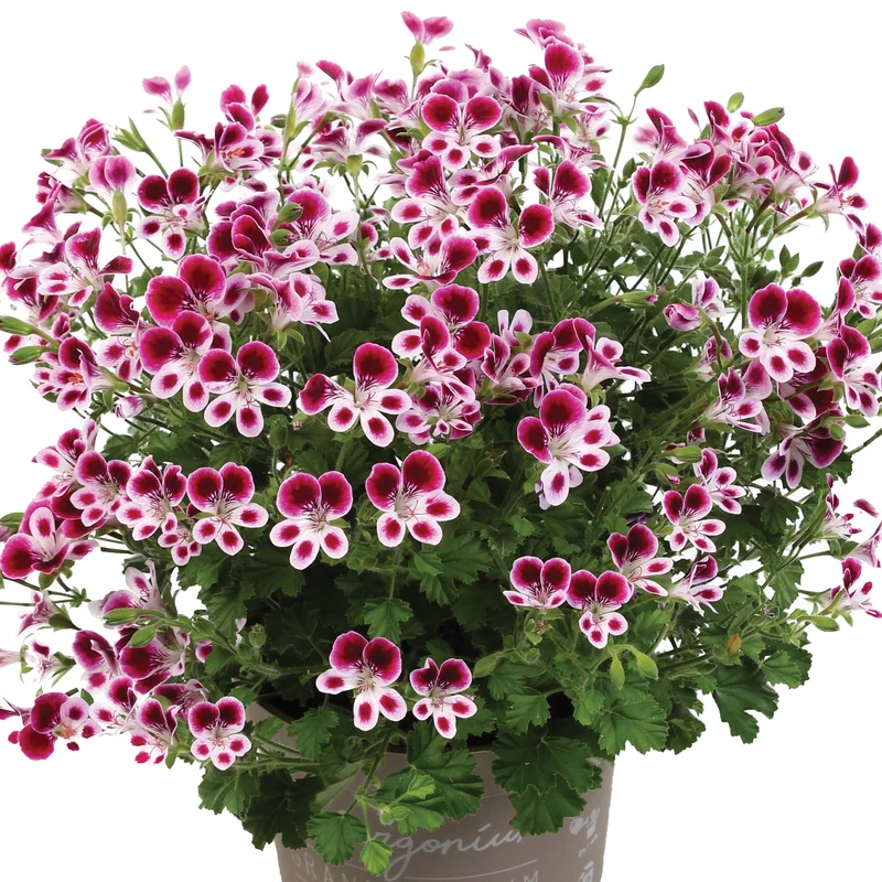 Pelargonium 'Mosquitaway Nova' – Géranium odorant Mosquitaway® Nova
