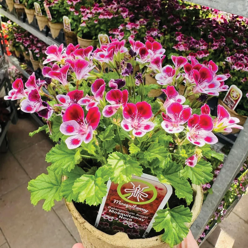 Pelargonium 'Mosquitaway Nova' – Géranium odorant Mosquitaway® Nova