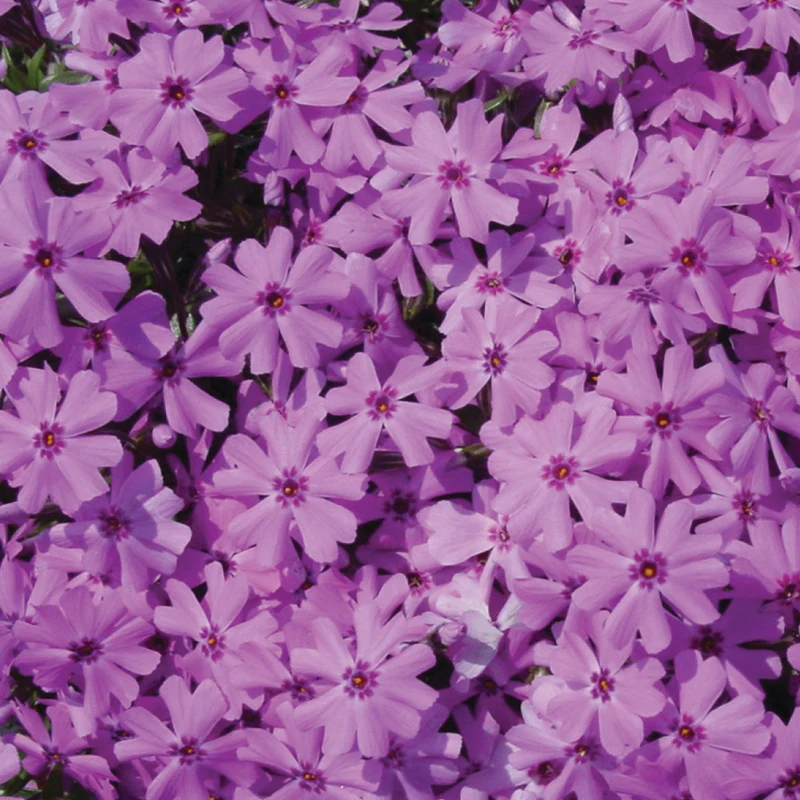 Sélection de vivaces assorties