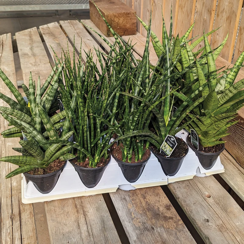 Assortiment de Sansevieria - sansevières