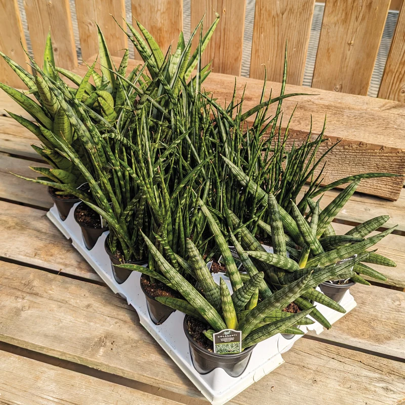 Assortiment de Sansevieria - sansevières