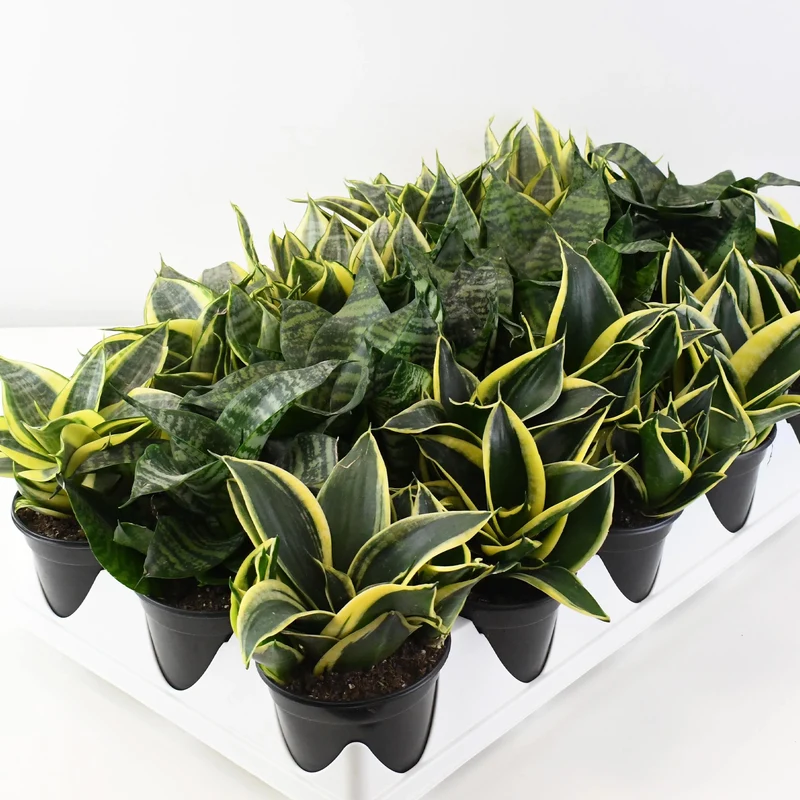 Assortiment de Sansevieria - sansevières