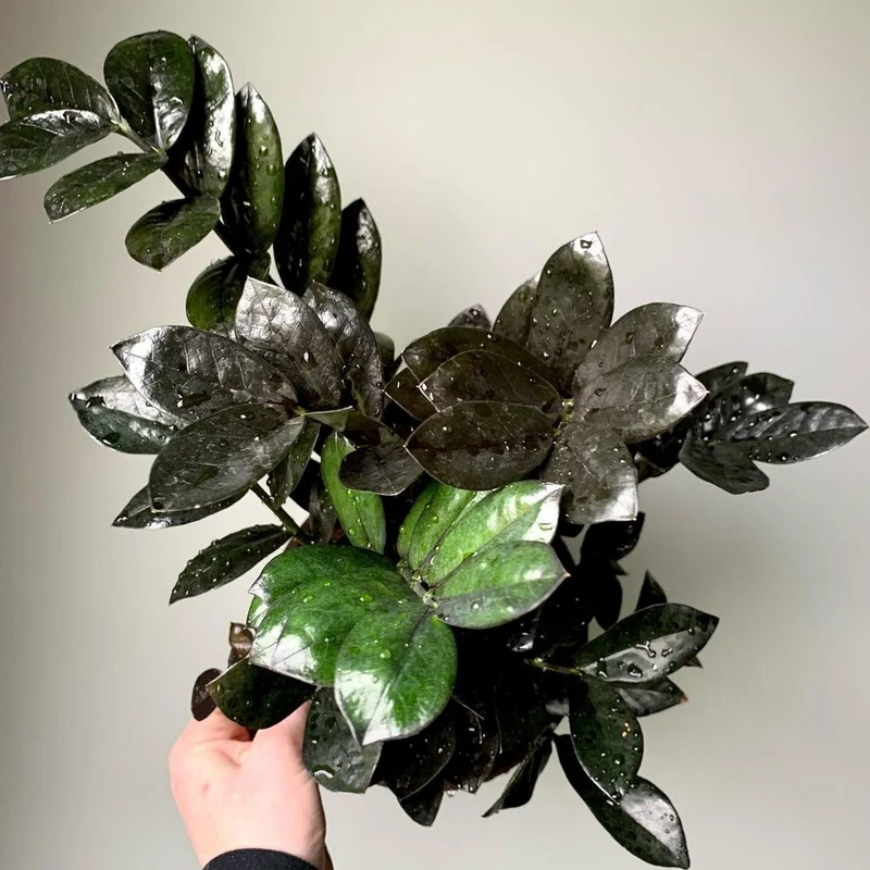 Plante ZZ noire, Faux zamier 'Raven®'