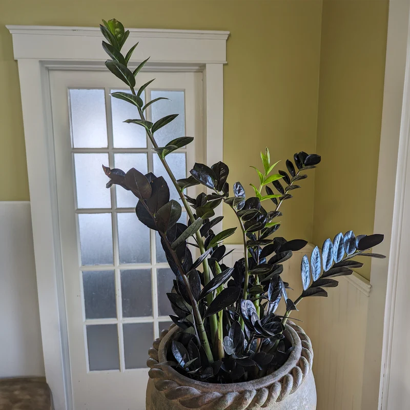 Plante ZZ noire, Faux zamier 'Raven®'