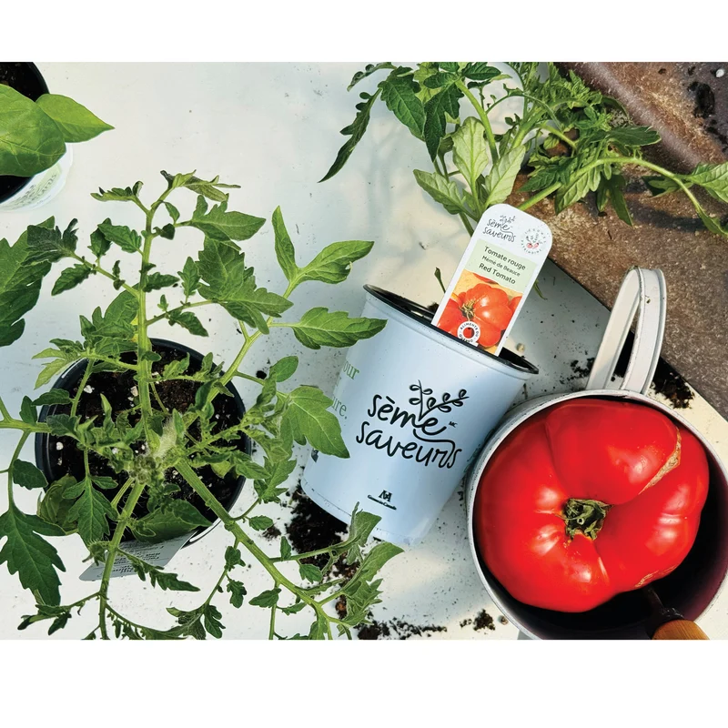 Tomate rouge 'Mémé de Beauce'