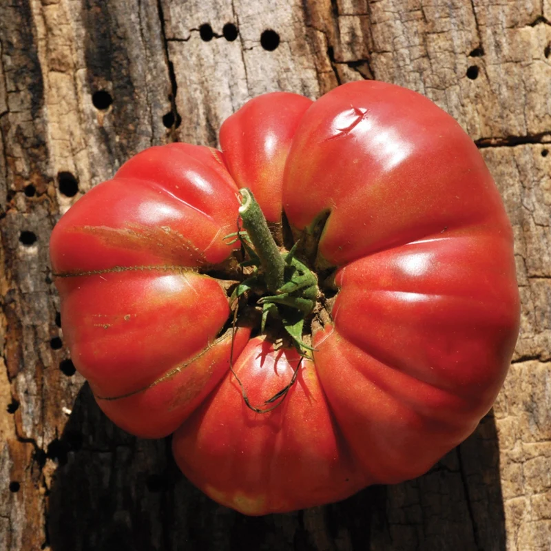 Tomate rouge 'Mémé de Beauce'