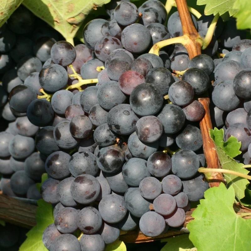 Vigne à raisins 'Trollhaugen' - Vitis 'Trollhaugen'