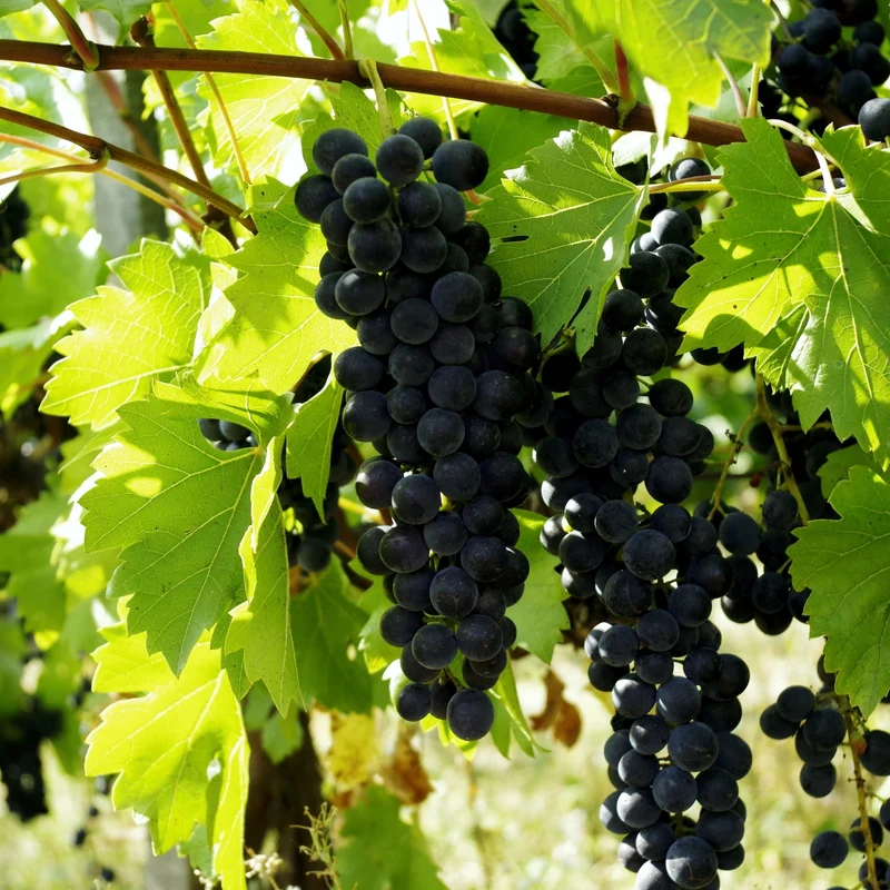 Vigne à raisins 'Trollhaugen' - Vitis 'Trollhaugen'