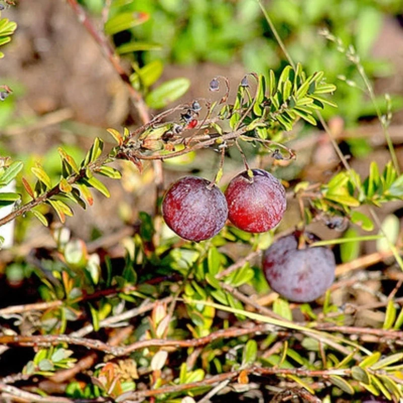 Canneberge à gros fruits