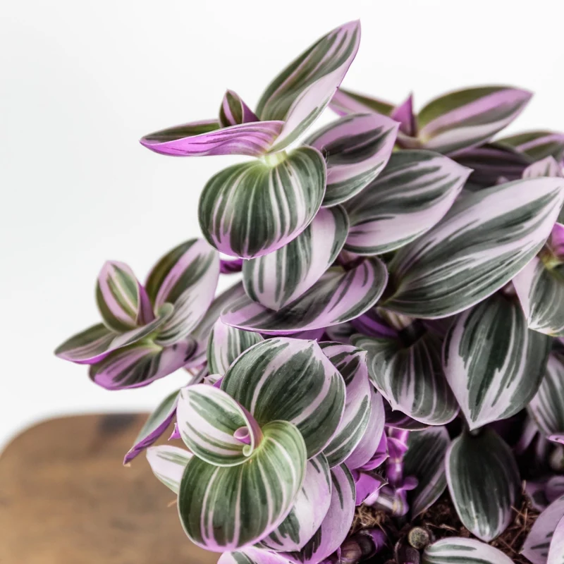 Tradescantia albiflora 'Nanouk' – Misère 'Bubblegum' (Tradescantia 'Nanouk')