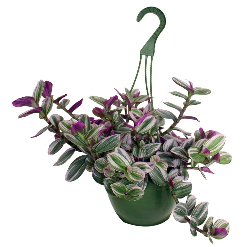 Tradescantia albiflora 'Nanouk' – Misère 'Bubblegum' (Tradescantia 'Nanouk')