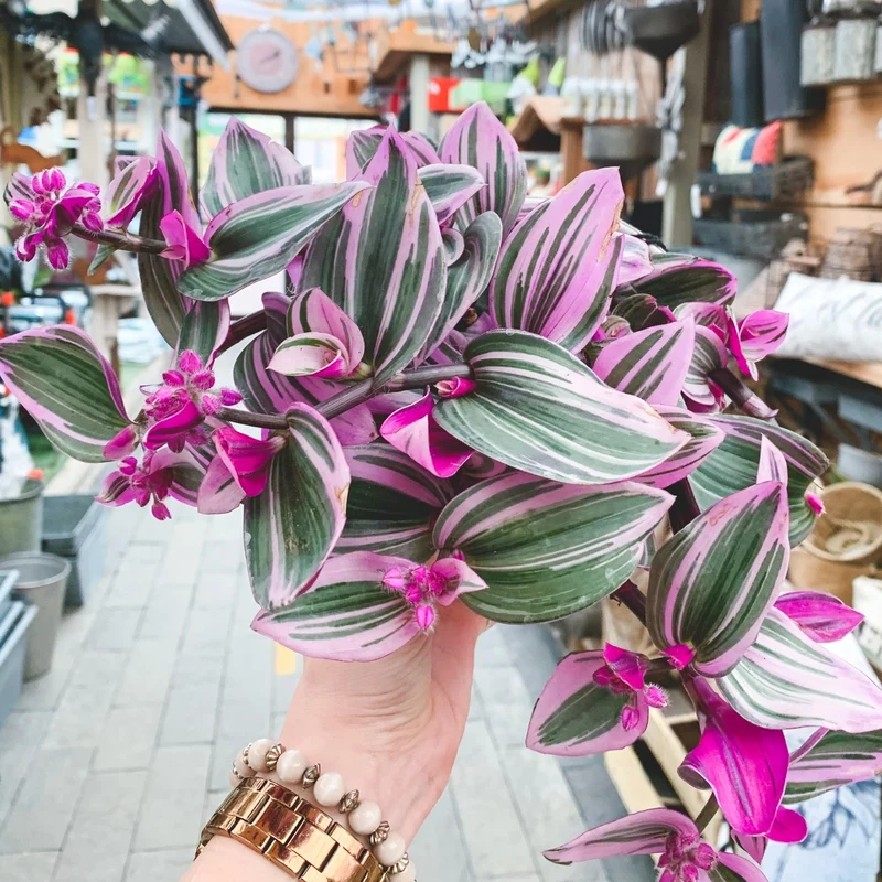 Tradescantia albiflora 'Nanouk' – Misère 'Bubblegum' (Tradescantia 'Nanouk')