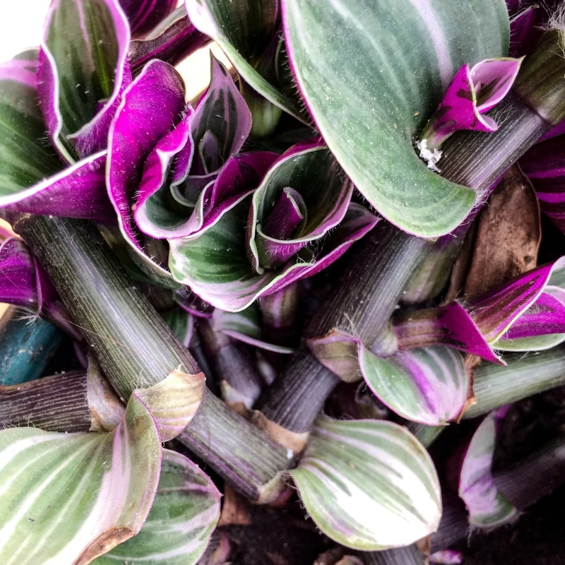 Tradescantia albiflora 'Nanouk' – Misère 'Bubblegum' (Tradescantia 'Nanouk')