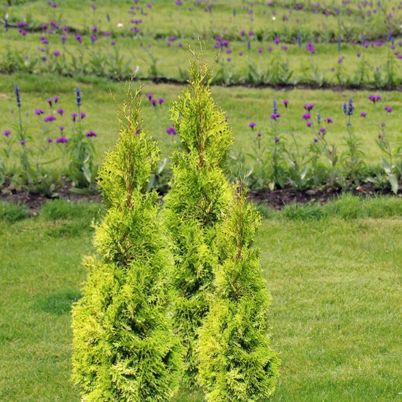 Cèdre 'Jantar'