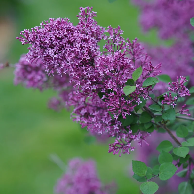 Lilas BLOOMERANG® Dark Purple