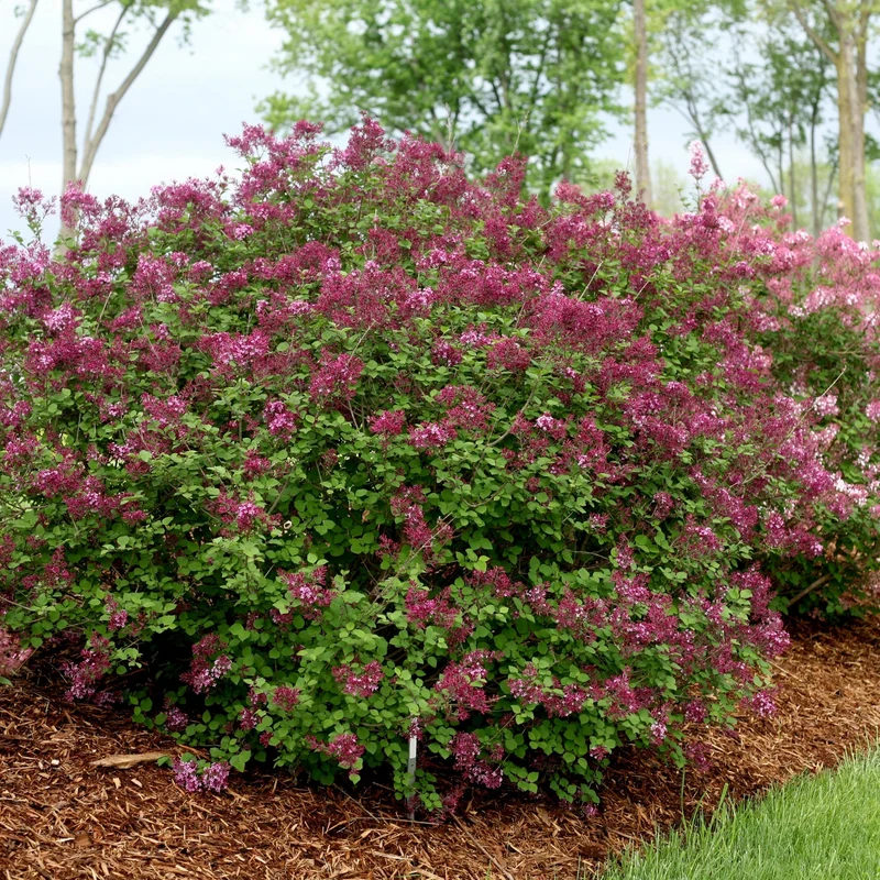 Lilas BLOOMERANG® Dark Purple