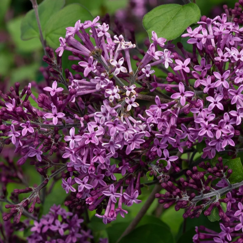 Lilas BLOOMERANG® Dark Purple