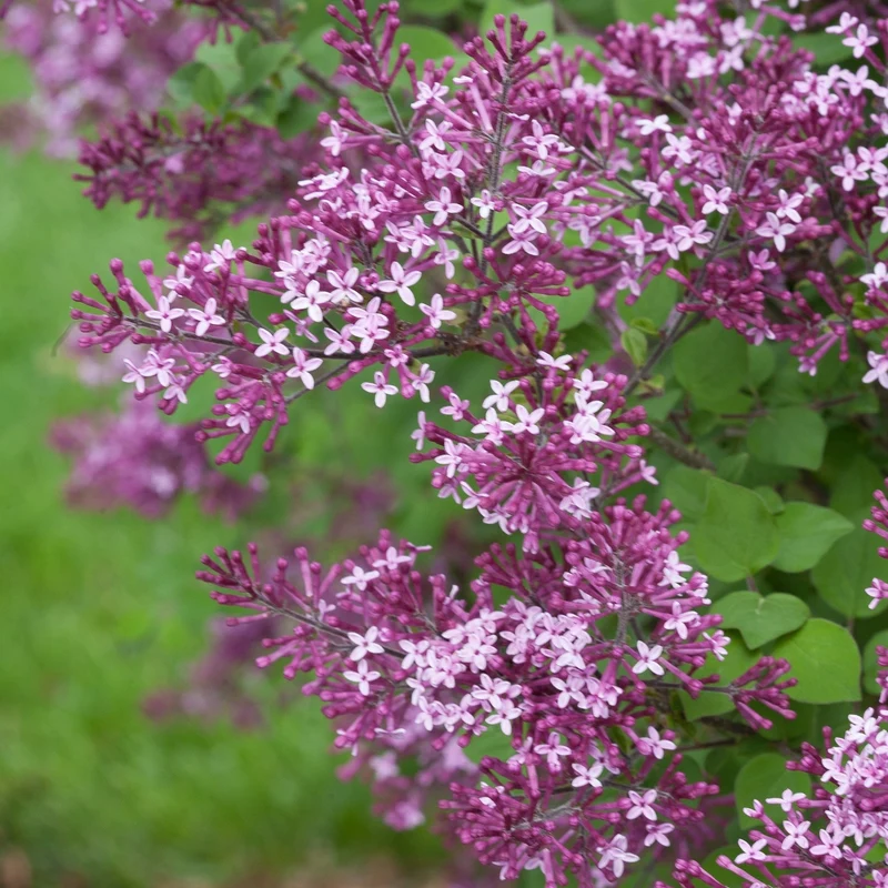 Lilas BLOOMERANG® Dark Purple