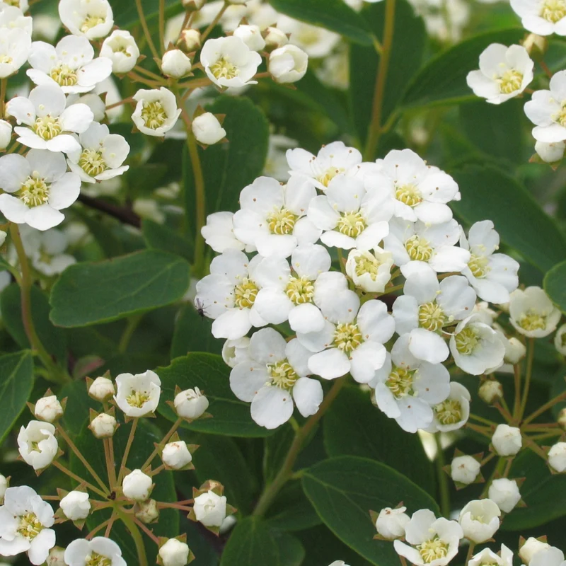 Spiraea x 'Vanhouttei' - Spirée de Van Houtte