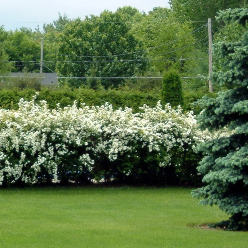 Spiraea x 'Vanhouttei' - Spirée de Van Houtte