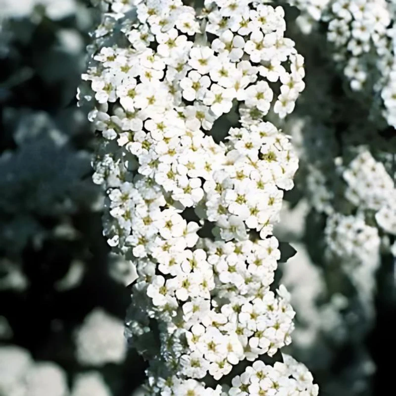 Spiraea x 'Vanhouttei' - Spirée de Van Houtte