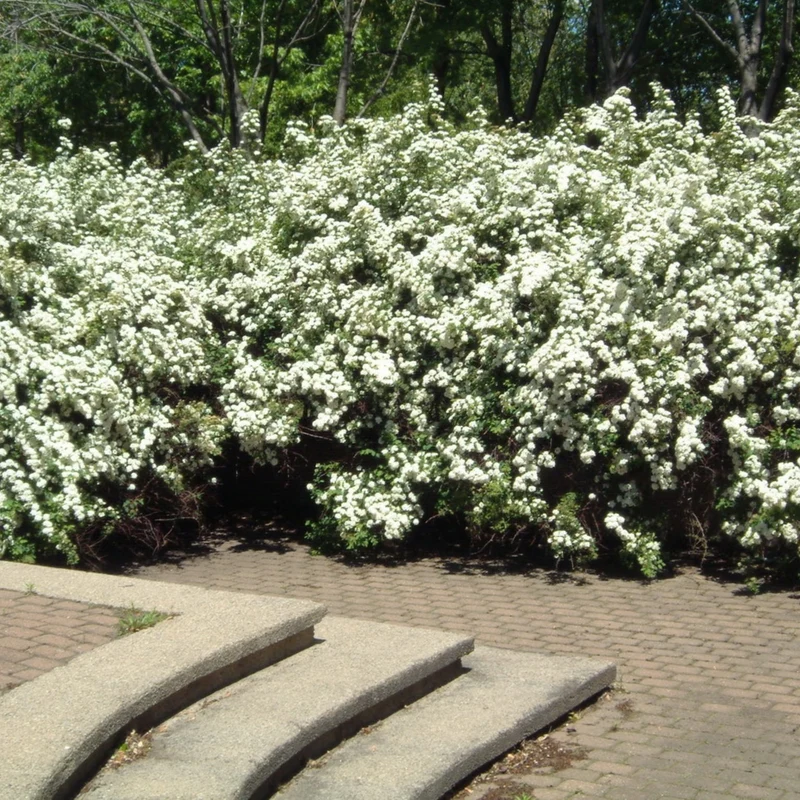 Spiraea x 'Vanhouttei' - Spirée de Van Houtte
