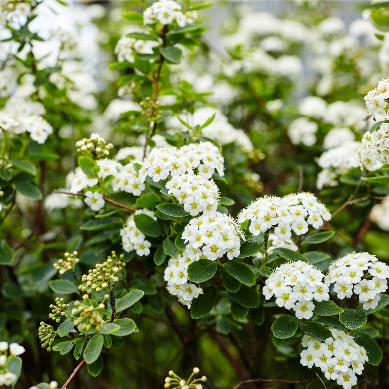 Spiraea x 'Vanhouttei' - Spirée de Van Houtte