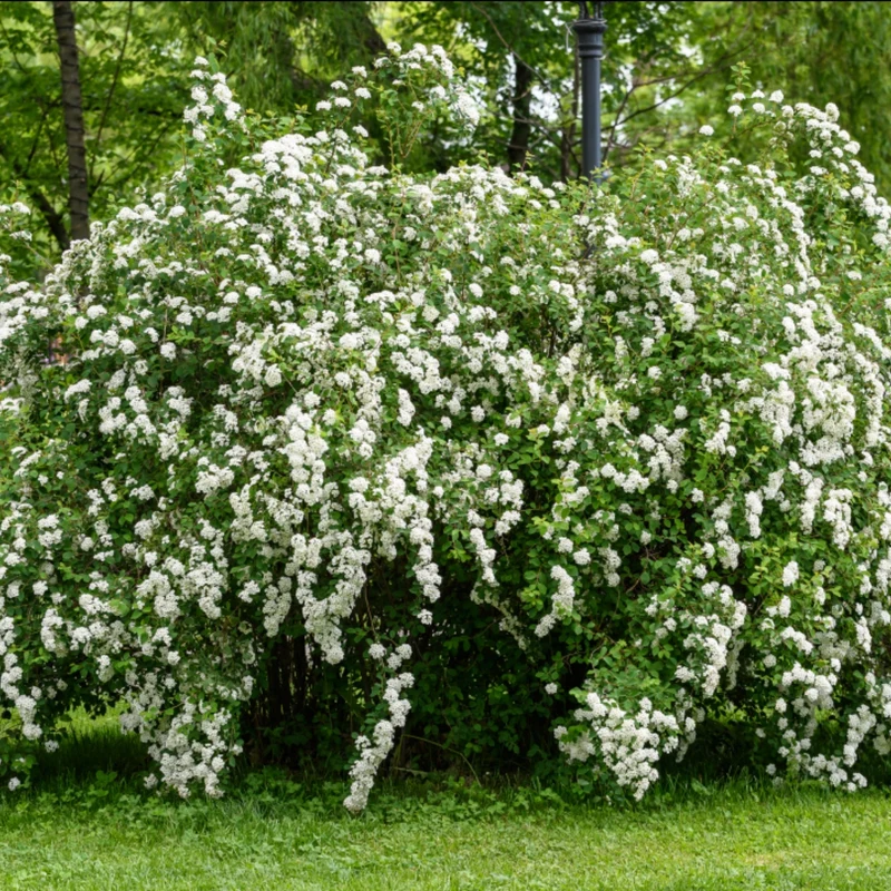 Spiraea nipponica 'Snowmound' - Spirée 'Snowmound'