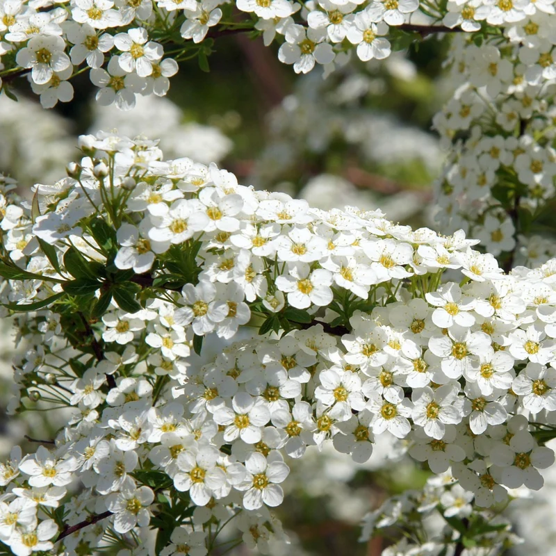 Spiraea nipponica 'Snowmound' - Spirée 'Snowmound'