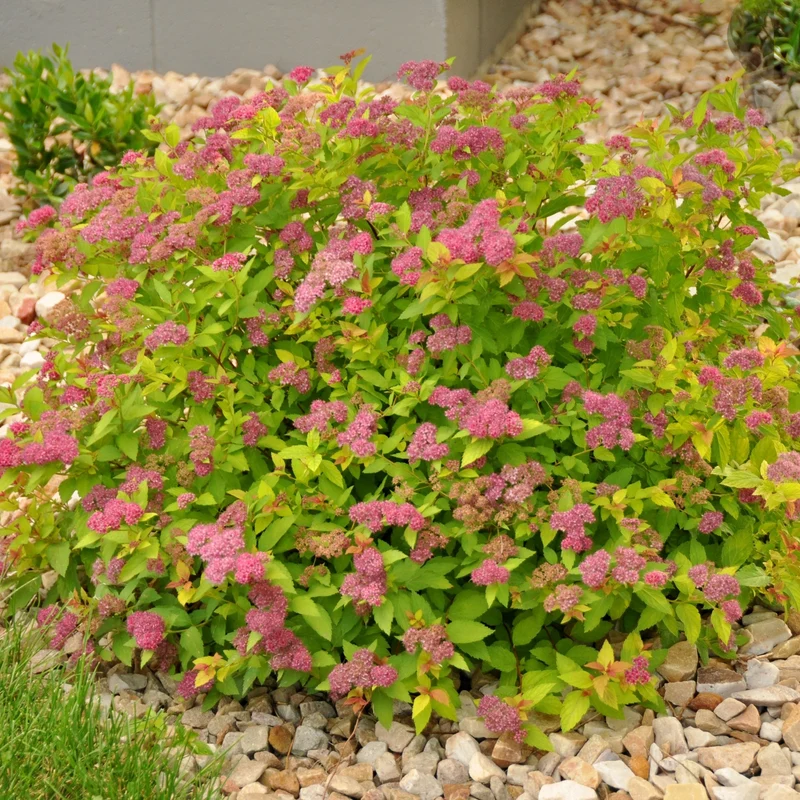 Spiraea japonica 'Magic Carpet®' – Spirée japonaise 'Magic Carpet®'